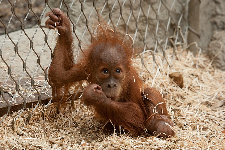 baby orangutan, ape, small, hay, net, animal, primate, mammal, HD wallpaper