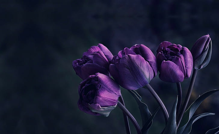 flowers, tulips, Velvet