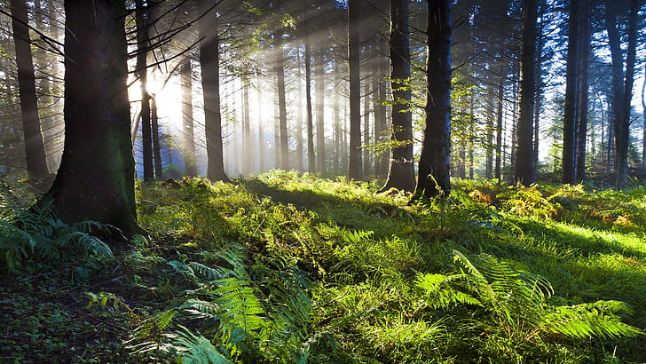 forest, woodland, sunlight, sunbeam, morning, fern, 8k uhd, HD wallpaper