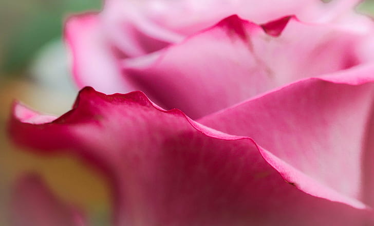 pink rose, rose, petals, rose  pink, nature, plant, pink Color, HD wallpaper