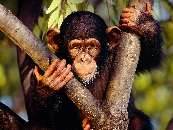 chimpanzee, HD wallpaper