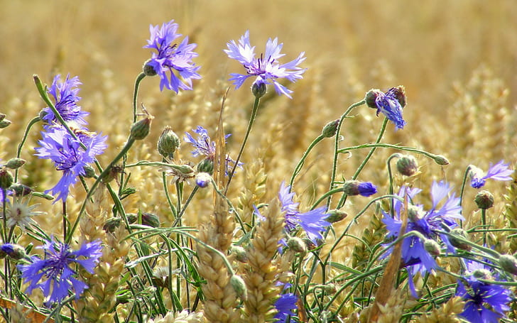 Wheat field, blue flowers, cornflowers, summer, purple petaled flower, HD wallpaper