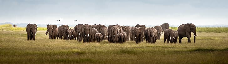 ultrawide, elephant, Kenya, nature, animals, Africa