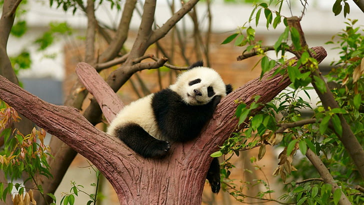 panda, animal, cute, bear, panda bear, relaxing, HD wallpaper