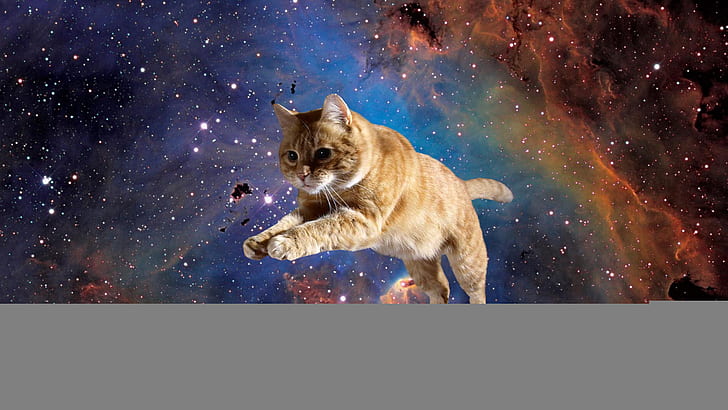 Cat Stars Nebula WTF HD, orange tabby cat, animals, HD wallpaper