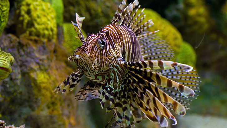 brown and beige lion fish, lionfish, underwater, animal themes