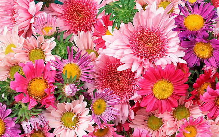 Colorful flowers, chrysanthemum, pink, pink-and purple dahlia flowers, HD wallpaper