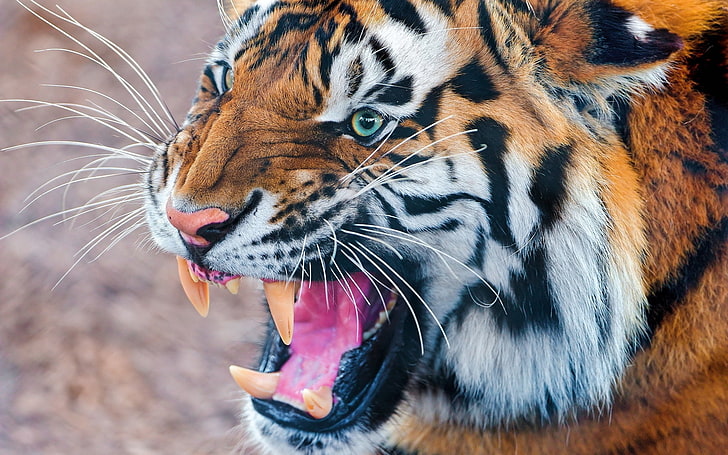 bengal tiger, teeth, angry, muzzle, predator, animal, wildlife, HD wallpaper