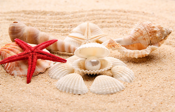 bunch of sea shells, sand, beach, shore, summer, blue, paradise, HD wallpaper