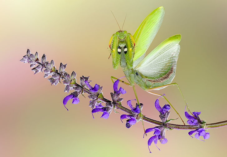 Angry Praying Mantis, green, roberto aldrovandi, macro, flower, HD wallpaper
