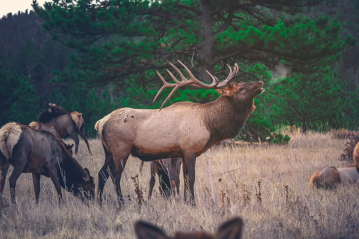 brown buck, deer, walking, grass, animal, wildlife, nature, mammal, HD wallpaper