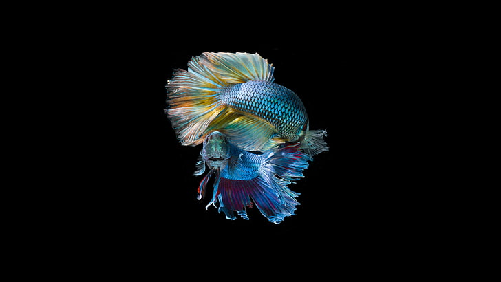 two blue betta fish, fishes, glitter, tail, squama, siamese Fighting Fish, HD wallpaper
