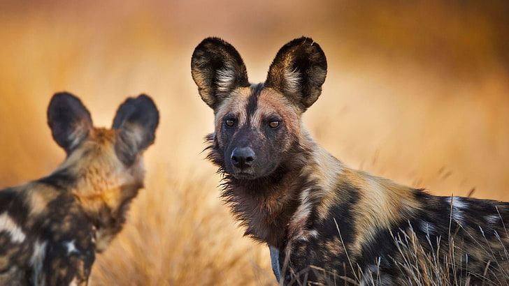 HD wallpaper: african, wild dogs, kruger, national park, south africa, wild  animals | Wallpaper Flare