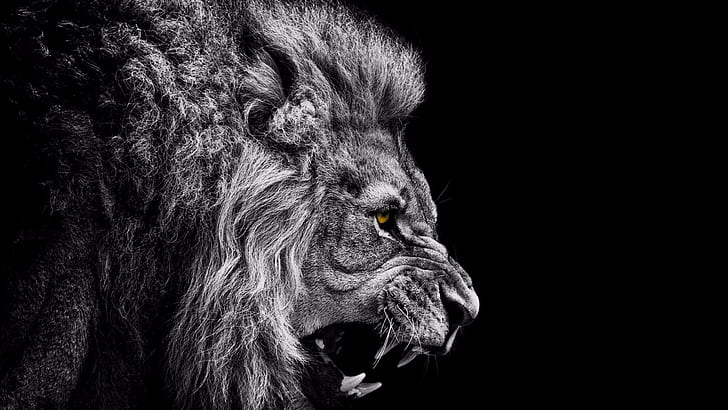 lion, wild, monochrome photography, black, dark, animal, eyes, HD wallpaper