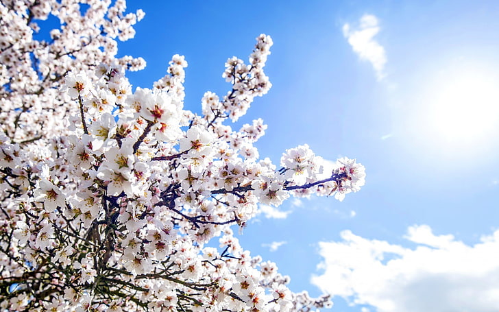 white cherry blossom, nature, flowers, sky, plants, flowering plant