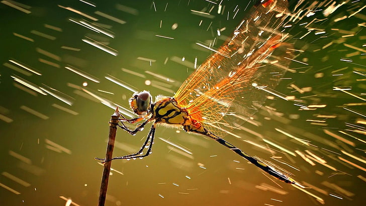 orange and black skimmer, animals, dragonflies, macro, water drops