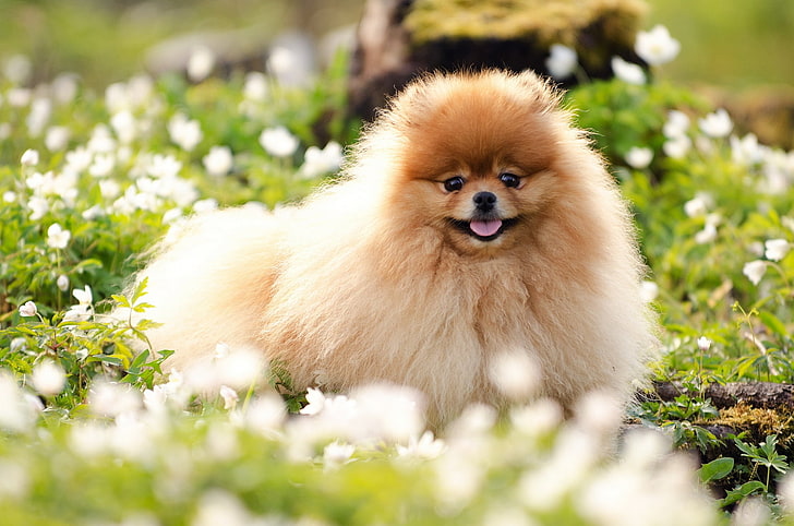 adult tan Pomeranian, dog, fluffy, face, grass, blurring, cute, HD wallpaper