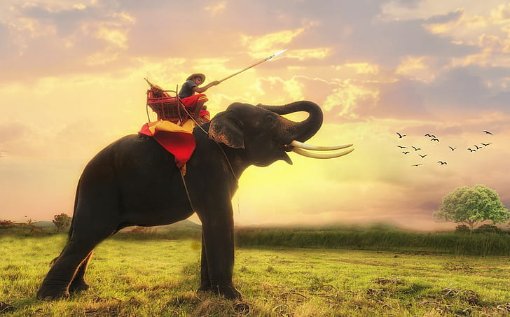 elephant, animals, Thailand, HD wallpaper
