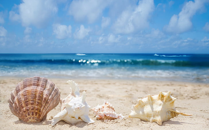 Seashells in sand, surf