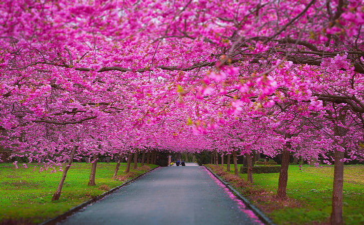 Romantic Spring, pink petaled trees, Seasons, Travel, Flower