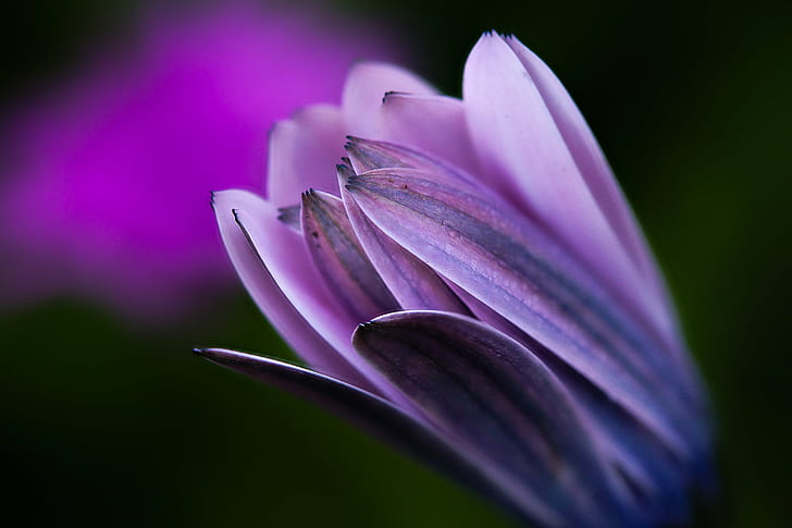 close up photo of a purple petaled flower, Sony, A77, Gabriel