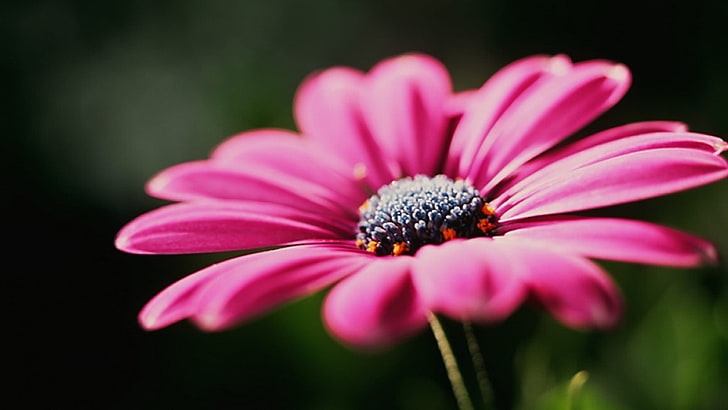 pink flower, flowers, nature, pink flowers, macro, daisy, plant