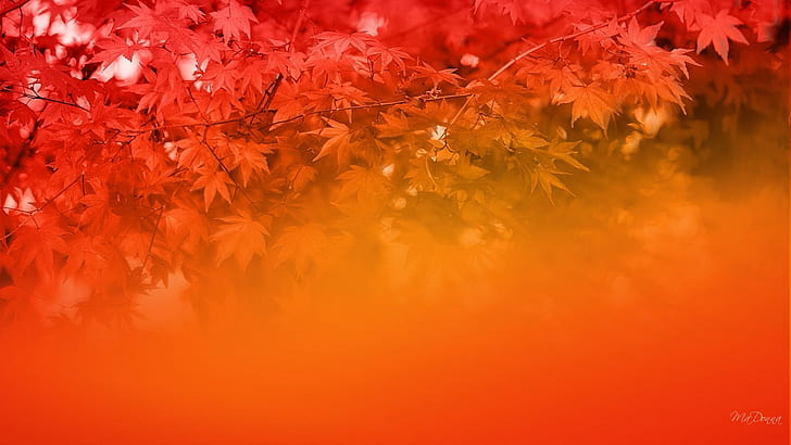 Autumns Majestic Colors, firefox persona, orange, yellow, fall, HD wallpaper