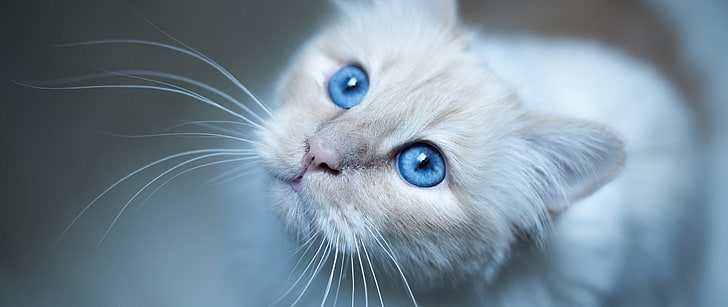 white and black fur cat, blue eyes, whiskers, blurred, domestic