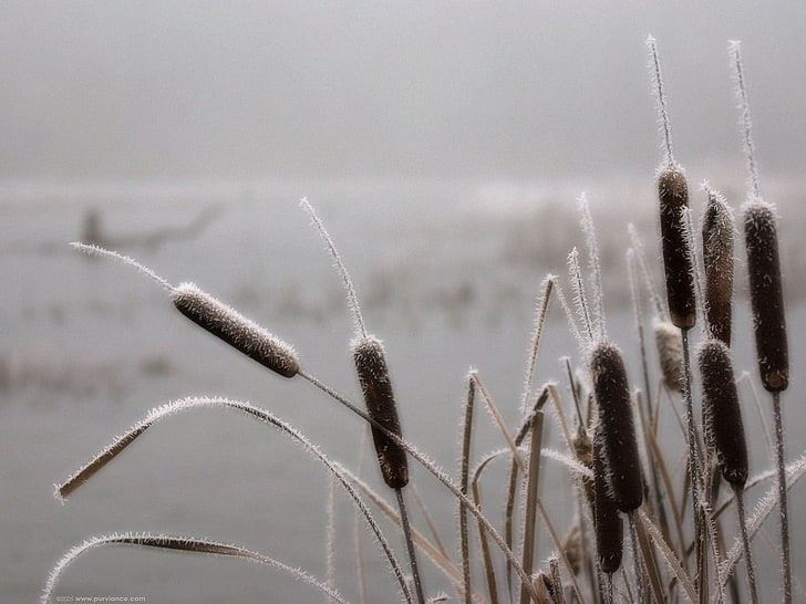 brown grass, canes, hoarfrost, winter, nature, plant, close-up, HD wallpaper
