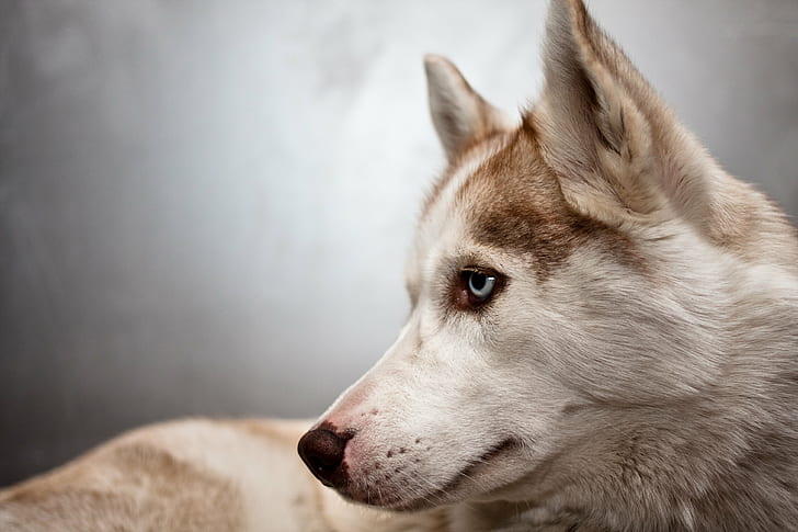 graywolf photo, Laska, husky, dog, sled Dog, pets, purebred Dog, HD wallpaper