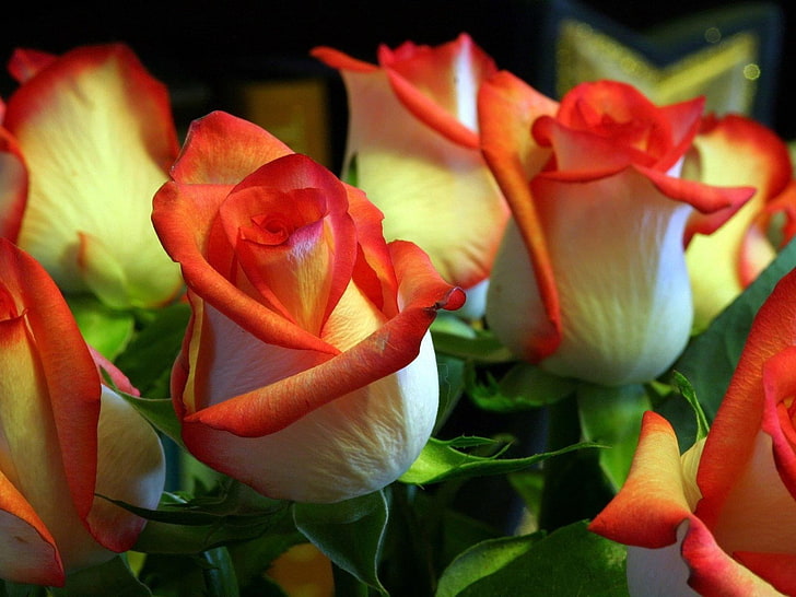 red and white rose flowers, roses, buds, orange, green, nature, HD wallpaper