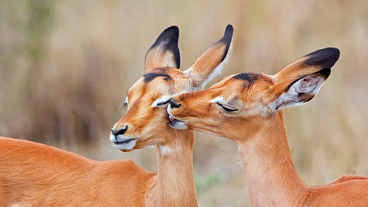 South Africa, impala, love kiss, HD wallpaper