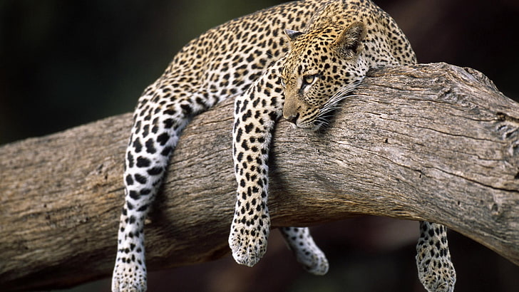 adult leopard, nature, forest, animals, leopard (animal), animal themes