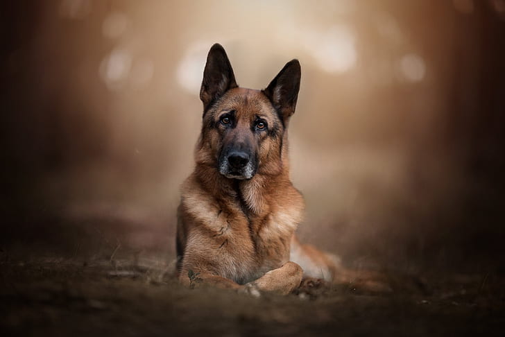 640x1136px | free download | HD wallpaper: Dogs, German Shepherd, Pet |  Wallpaper Flare