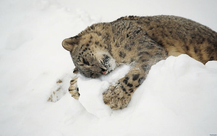animals, nature, snow, baby animals, snow leopards, leopard (animal)