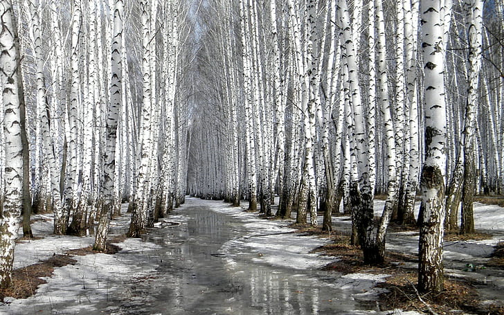 trees, winter, snow, nature, birch, ice