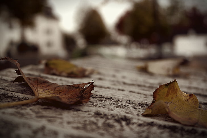 two brown dried leaves, brown leaf on floor, nature, fall, plants