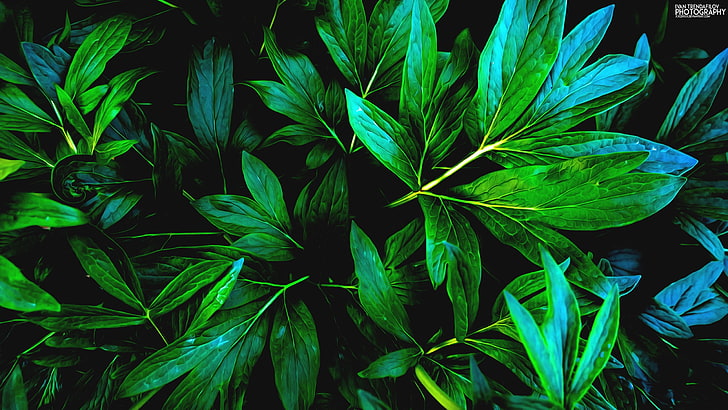 green leaf plant, nature, leaves, shadow, plants, plant part, HD wallpaper