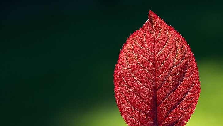 red leaf, red leaf, nature, leaves, macro, plant, close-up, autumn, HD wallpaper