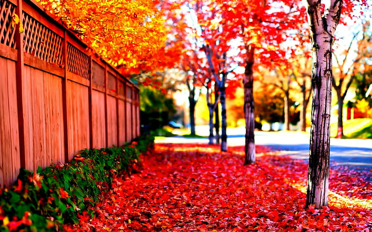 HD wallpaper: ? Street Where Autumn Lives ?, orange, sunny, fall, leaves,  beautiful | Wallpaper Flare