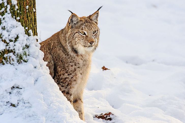 adult lynx, snow, sit, predator, big cat, wildlife, winter, undomesticated Cat, HD wallpaper