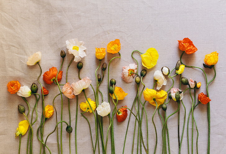 assorted flowers, poppies, herbarium, nature, yellow, petal, flower Head