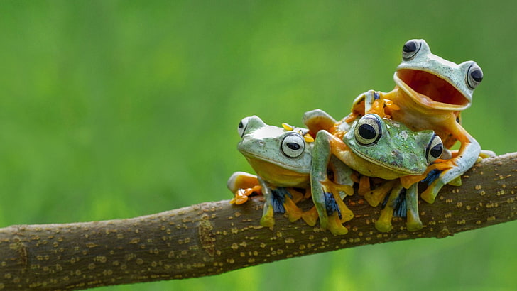 three green-and-yellow tree frogs, amphibian, animals, animal themes