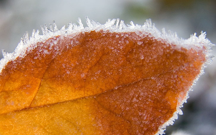 ovate brown leaf, sheet, frost, dry, macro, close-up, cold temperature