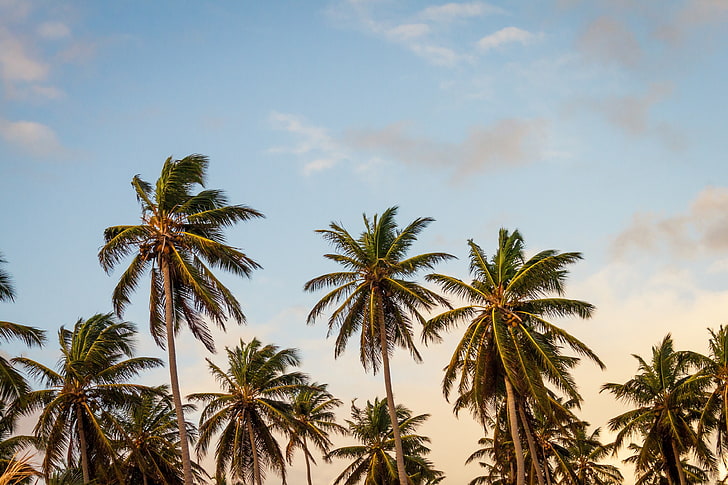 palm tree 4k  download hd for pc, sky, tropical climate, plant, HD wallpaper
