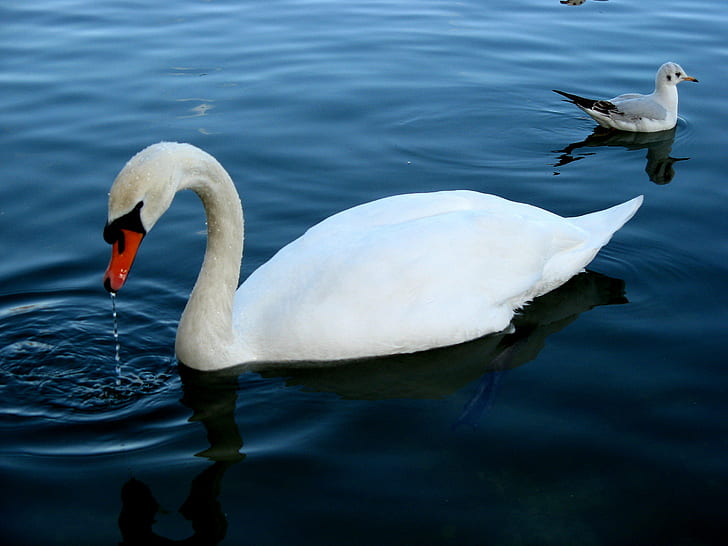 swan in body of water, Swan Lake, Swans, water  bird, white, fauna, HD wallpaper