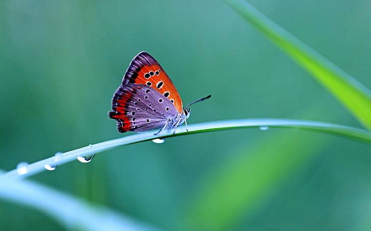 Morning dew, butterfly, close-up photography, fuzzy background, HD wallpaper
