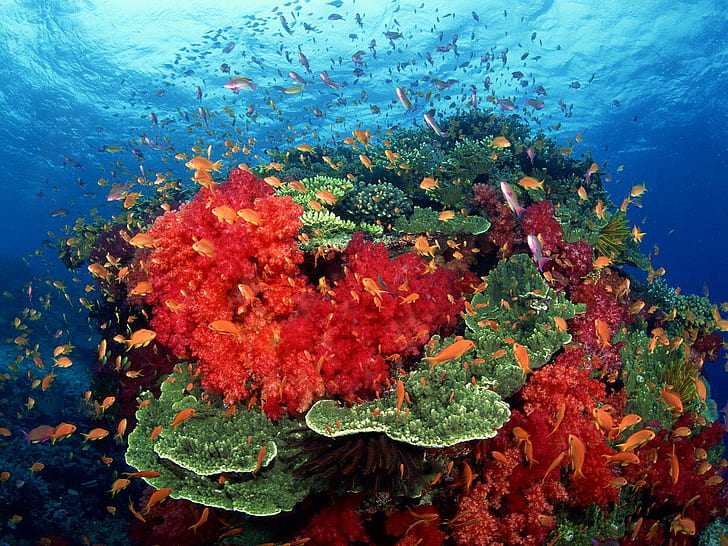 Animals Fishes Tropical Underwater Reef Coral Sea Ocean Color Sunlight Free Pictures, school of fish beside red and green corals