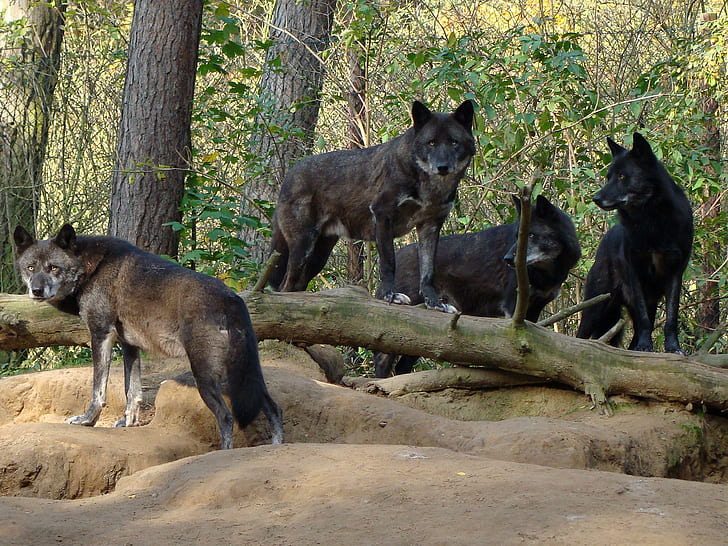 Pack Of Black Wolves In The Forest, animals, nature, wolf