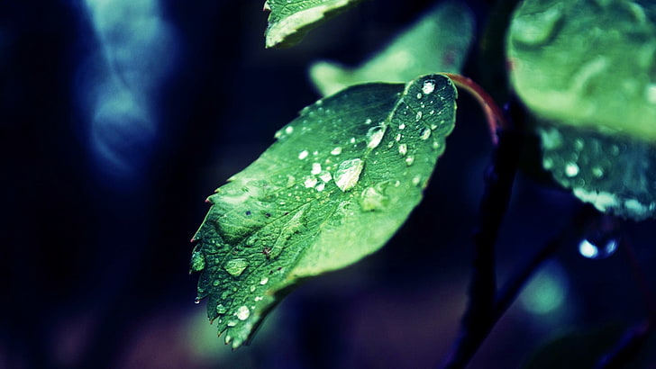 green leafed plant, nature, leaves, water, water drops, plant part, HD wallpaper
